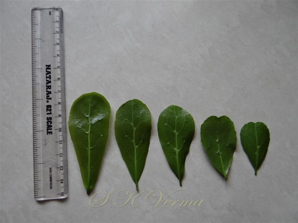  Leaves